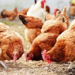 Χονγκ Κονγκ: Απαγόρευσε τις εισαγωγές πουλερικών από χώρες της ΕΕ