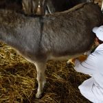 Γάλα γαϊδούρας: Ποια τα οφέλη του για τον οργανισμό μας