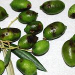 Αυξημένη χρηματοδότηση για τη δακοκτονία στην Κρήτη