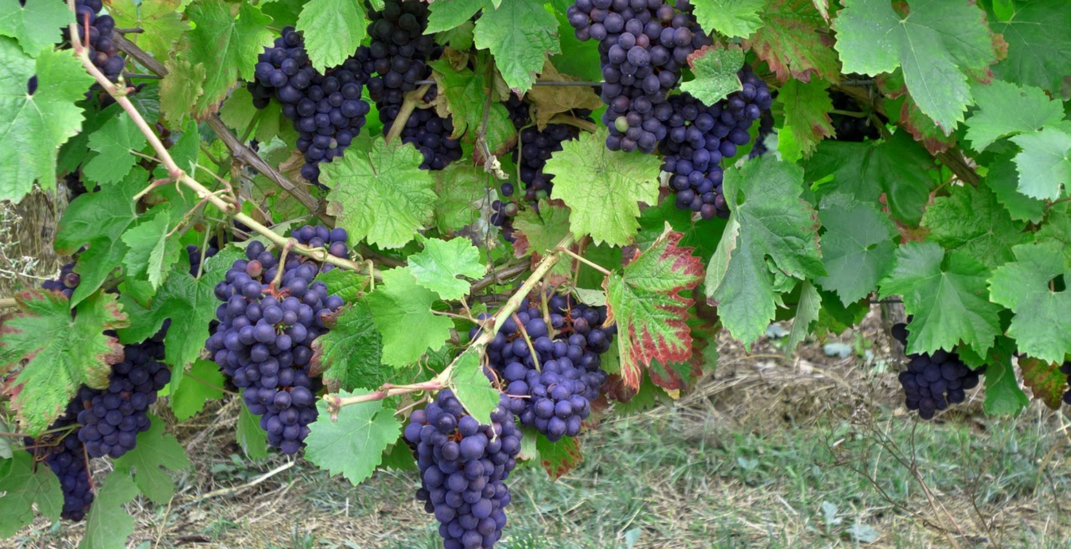 Προβληματισμός για την αμπελοκαλλιέργεια στην Αργολίδα