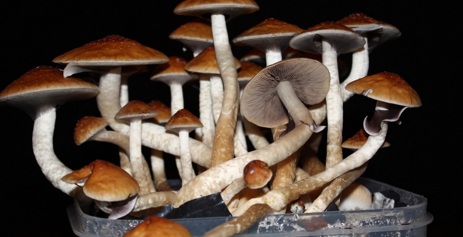 Ψιλοκυβίνη για την αντιμετώπιση της κατάθλιψης
