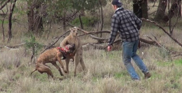 Έδωσε μπουνιά σε… καγκουρό που επιτέθηκε στον σκύλο του! (video)