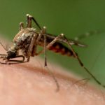 Έρευνα: Αν χτυπάτε τα κουνούπια σας θυμούνται και δεν ξανάρχονται