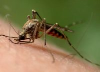 SOS από το ΚΕΕΛΠΝΟ: Υπαρκτός ο κίνδυνος ελονοσίας