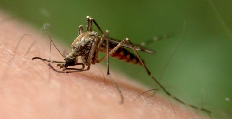 Ιός Δυτικού Νείλου: Τέσσερις θάνατοι, 43 τα διαγνωσμένα περιστατικά