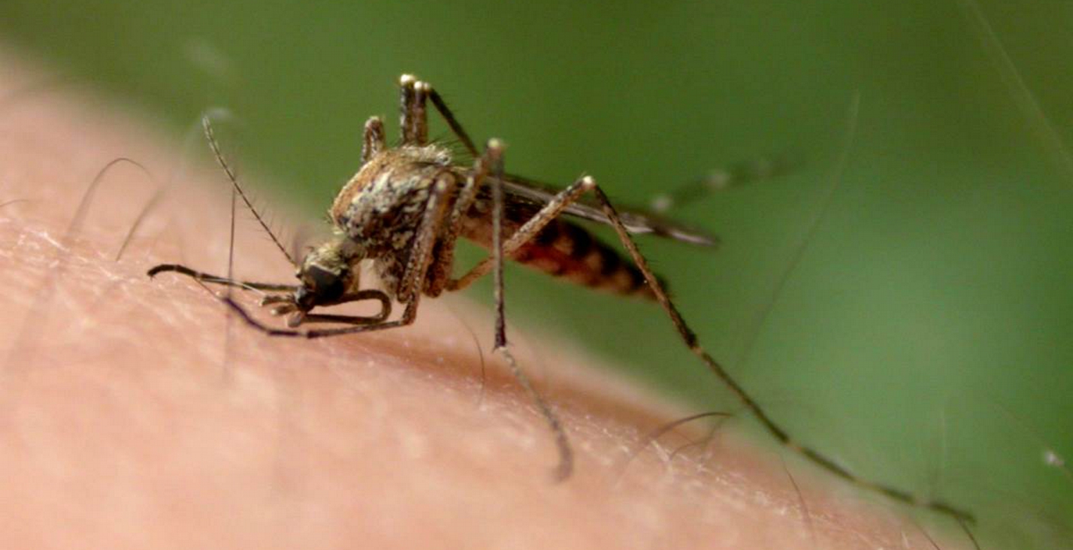 Ιός Δυτικού Νείλου: Τέσσερις θάνατοι, 43 τα διαγνωσμένα περιστατικά