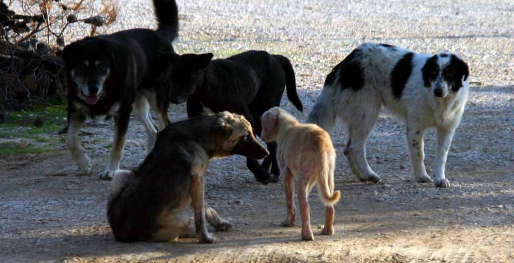 Νόμος για αδέσποτα ζώα: Στο τελικό στάδιο διαμόρφωσης το νομικό πλαίσιο για τα αδέσποτα