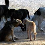 Χανιά: Πρωτότυπος διαγωνισμός του δήμου για τα αδέσποτα