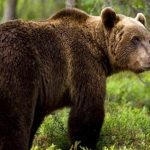 Καστοριά: Επανεμφανίστηκαν οι δυο νεαρές αρκούδες