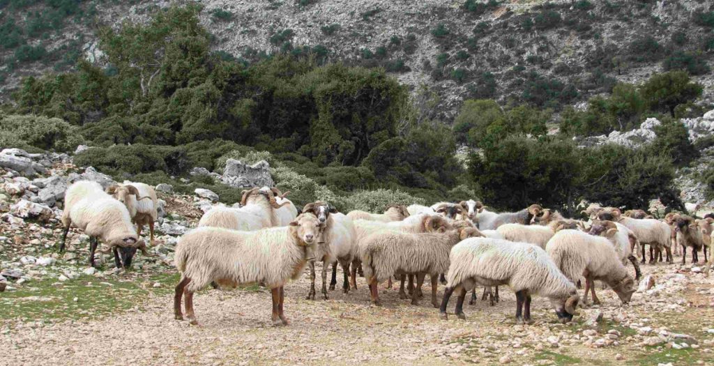 ΗΠΑ: Επιστήμονες δημιούργησαν έμβρυα προβάτων με ανθρώπινα κύτταρα