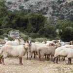ΗΠΑ: Επιστήμονες δημιούργησαν έμβρυα προβάτων με ανθρώπινα κύτταρα