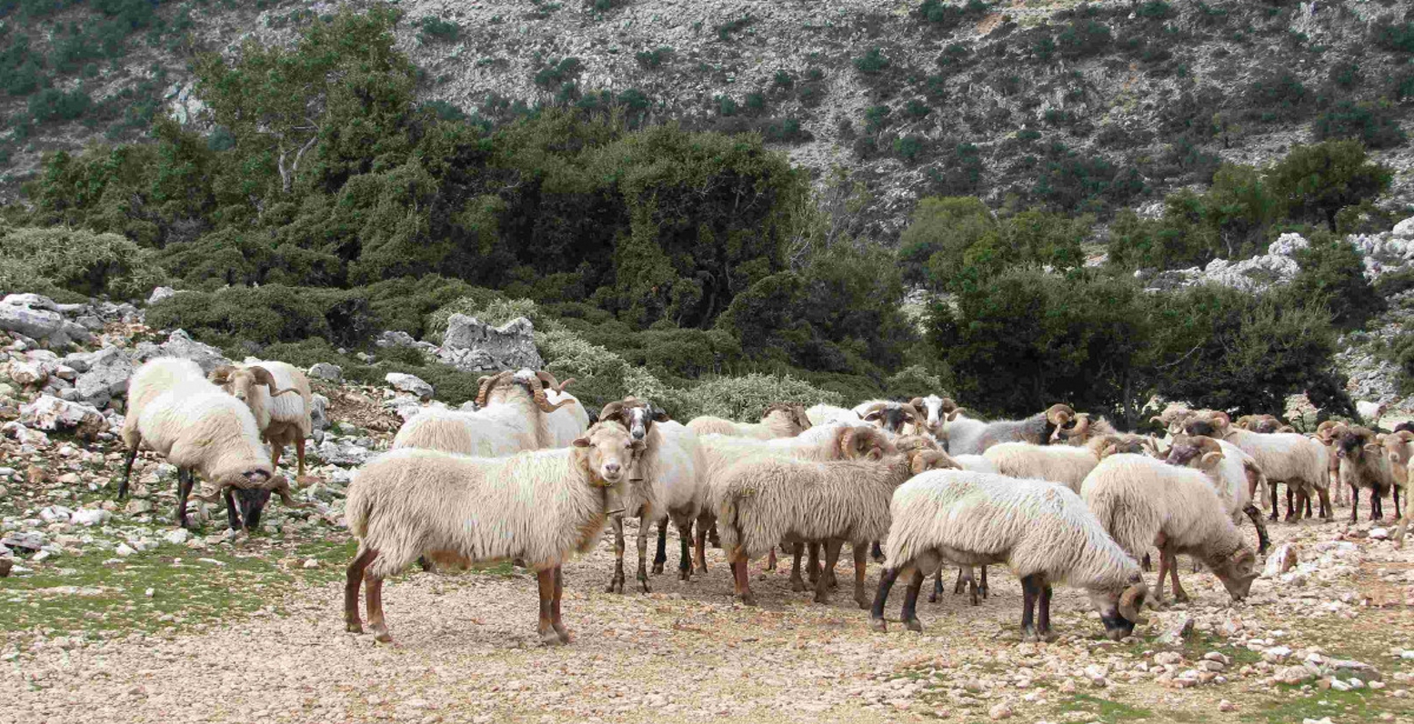 ΗΠΑ: Επιστήμονες δημιούργησαν έμβρυα προβάτων με ανθρώπινα κύτταρα