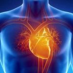 ΗΠΑ: Επιστήμονες μελετούν την ανάπτυξη της πρώτης τεχνητής καρδιάς
