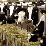 Ολλανδία: Έφτιαξαν τουαλέτα μόνο για αγελάδες