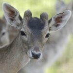 Ρόδος: Βρέθηκε νεκρό ελαφάκι από δηλητηρίαση