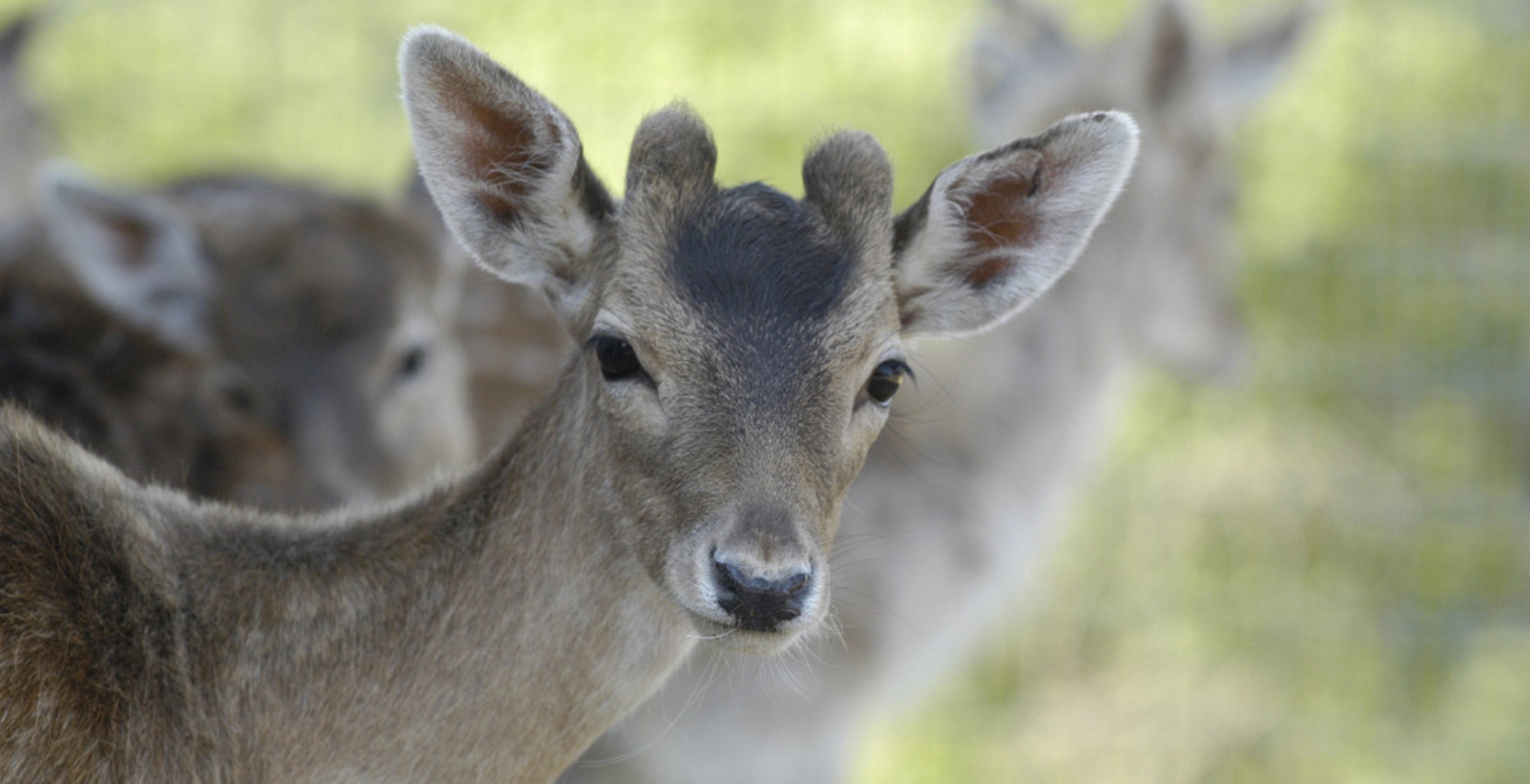 Ρόδος: Βρέθηκε νεκρό ελαφάκι από δηλητηρίαση