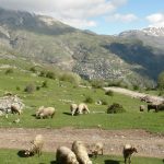 Επιδοτήσεις σε βοσκοτόπια: Δικαίωση της Ελλάδας στο Δικαστήριο της ΕΕ Επιδοτήσεις σε βοσκοτόπια: Δικαίωση της Ελλάδας στο Δικαστήριο της ΕΕ