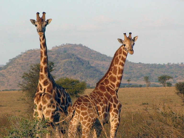 Κινηματογραφιστής σκοτώθηκε από καμηλοπάρδαλη κατά τη διάρκεια γυρισμάτων