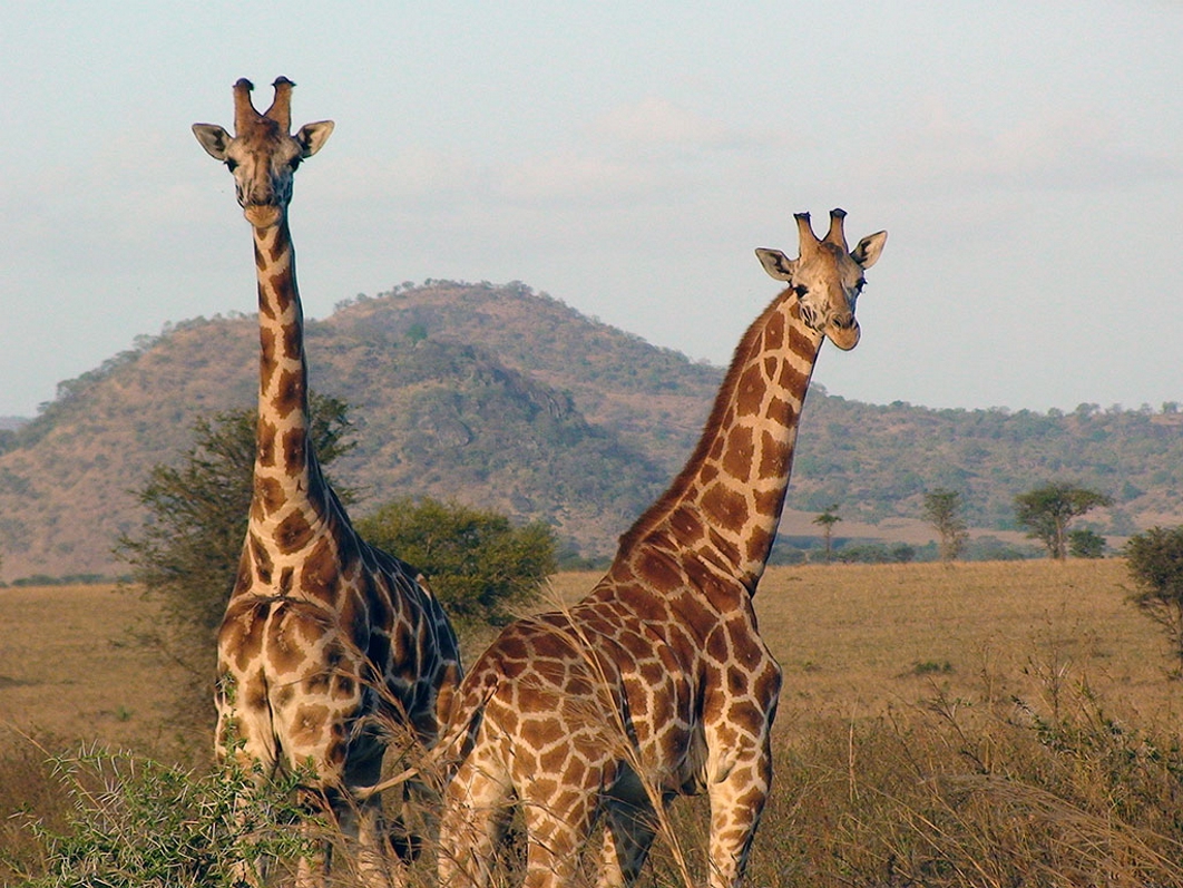 Κινηματογραφιστής σκοτώθηκε από καμηλοπάρδαλη κατά τη διάρκεια γυρισμάτων