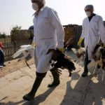 Βουλγαρία: Διπλασιάστηκαν τα πληγέντα απο την γρίπη αγροκτήματα