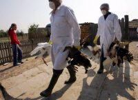 Κροατία: Απαγόρευση της διατήρησης πουλερικών σε ανοιχτούς χώρους