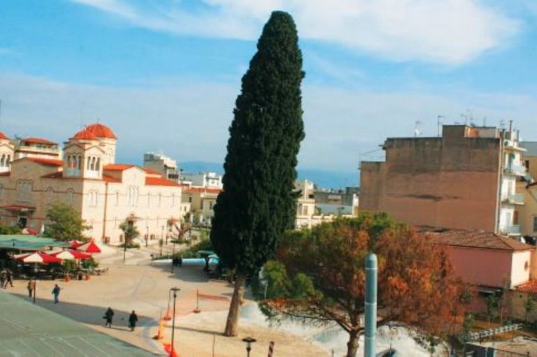 Άργος: Έκοψαν το κυπαρίσσι που είχε φυτέψει ο Δ. Καλλέργης το 1830!