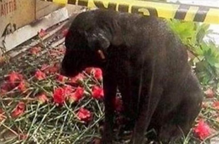 Σμύρνη: Σκύλος Τούρκου αστυνομικού τον περιμένει να γυρίσει
