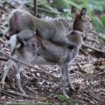 Αρσενική μαϊμού προσπαθεί να ζευγαρώσει με… θηλυκό ελάφι! (video)
