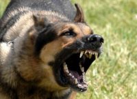 Πέλλα: Σκύλος επιτέθηκε και τραυμάτισε κοριτσάκι δύο ετών στο πρόσωπο