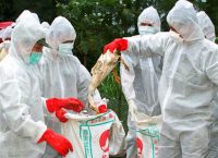 Επιστρέφει ο εφιάλτης της γρίπης των πτηνών
