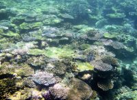 Ιαπωνία: Νεκρό το 70% του μεγαλύτερου κοραλλιογενούς υφάλου της