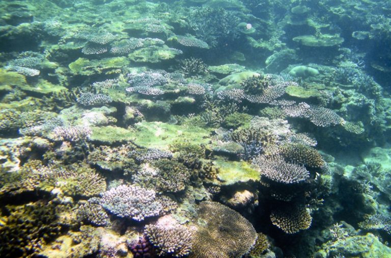 Ιαπωνία: Νεκρό το 70% του μεγαλύτερου κοραλλιογενούς υφάλου της