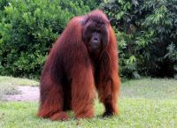 Ένας… ουρακοτάγκος στο στούντιο του BBC