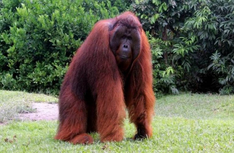 Ένας… ουρακοτάγκος στο στούντιο του BBC