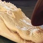 Σπάνιος αλμπίνο αλιγάτορας με ροζ μάτια