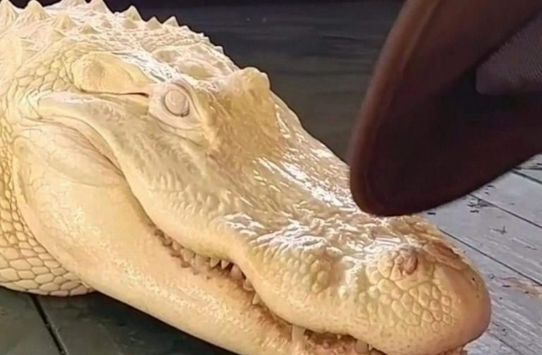 Σπάνιος αλμπίνο αλιγάτορας με ροζ μάτια