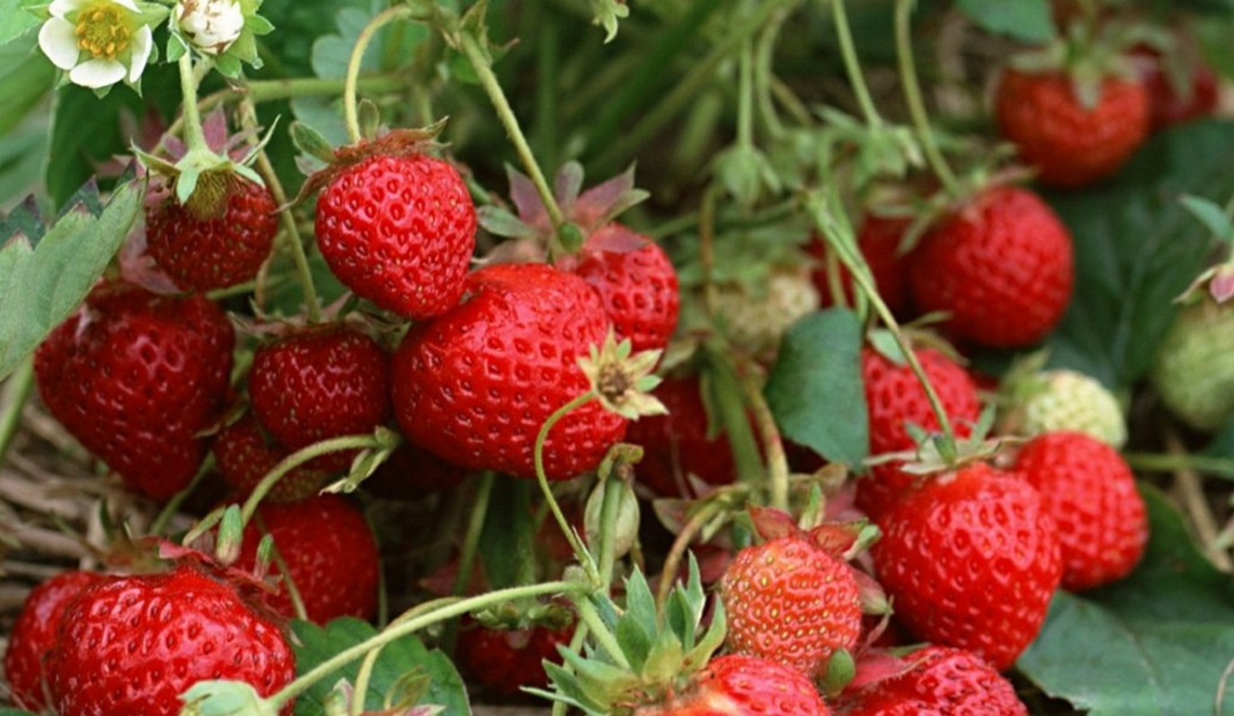 Τα δώδεκα πιο “βρόμικα” φρούτα και λαχανικά