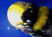 Μέλισσες παίζουν μπάλα και σκοράρουν!