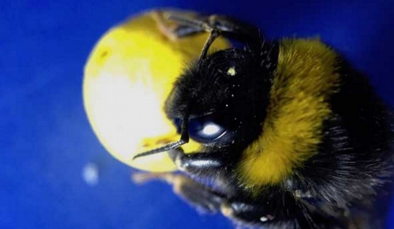 Μέλισσες παίζουν μπάλα και σκοράρουν!