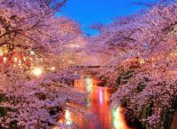 Cherry Blossom στην Ιαπωνία