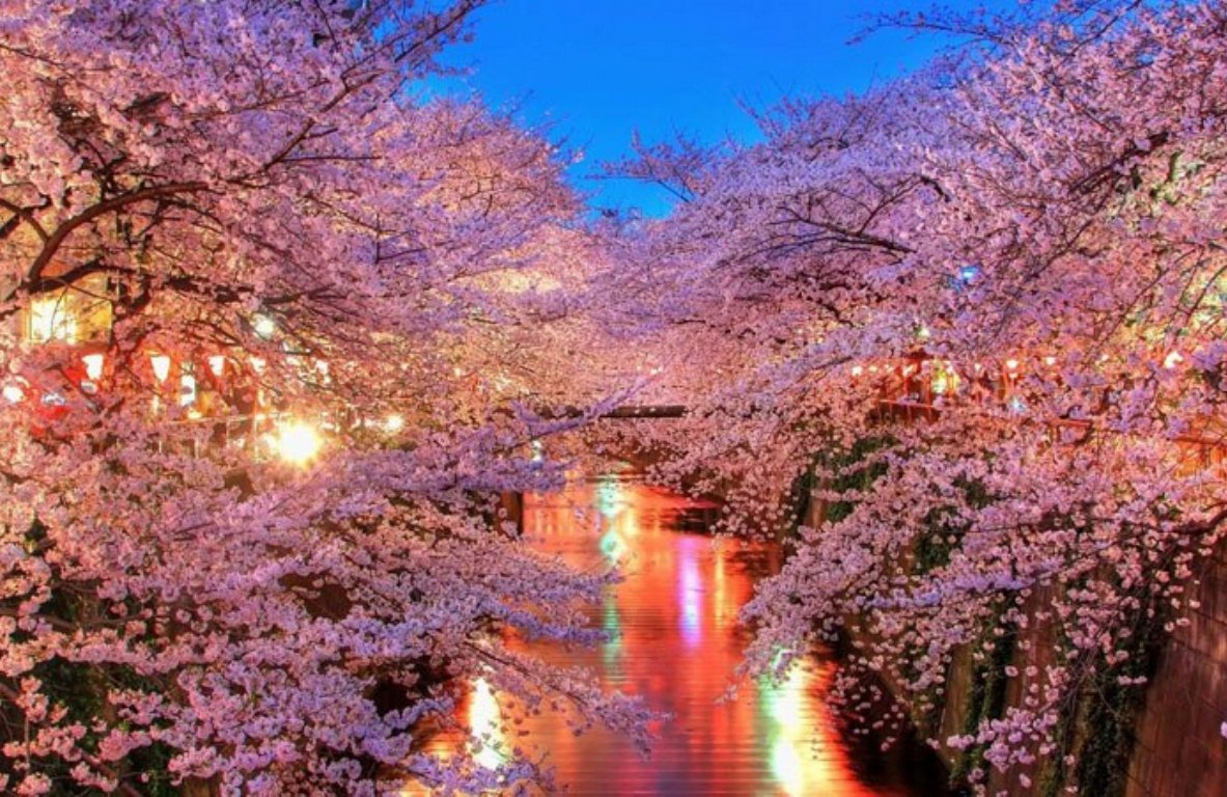 Cherry Blossom στην Ιαπωνία