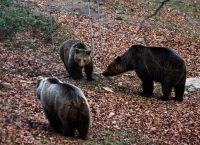 “Ξύπνησαν» οι αρκούδες στο Νυμφαίο