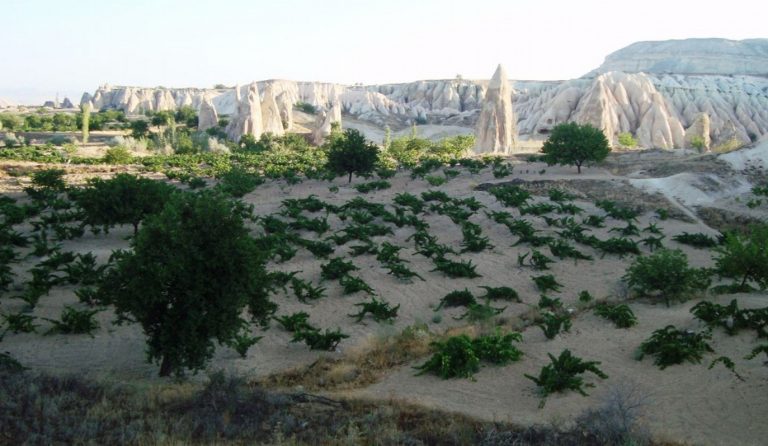 Καππαδοκία και κρασί: εκεί που αρχίζει η ιστορία…