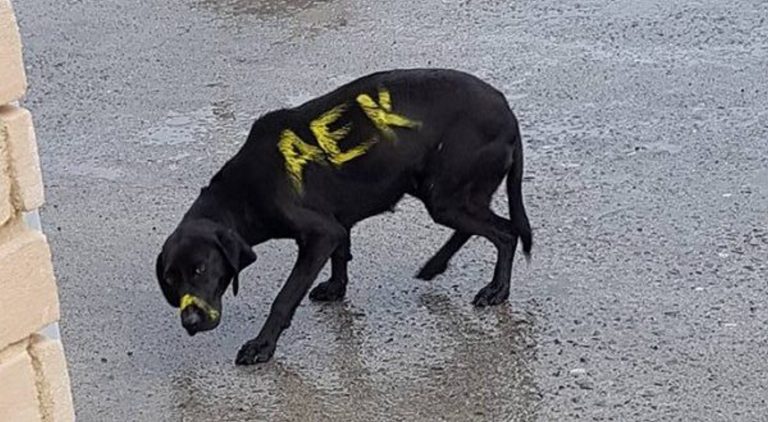 Αποτρόπαιο θέαμα: Έβαψαν σκύλο με κίτρινο σπρέι (pics)