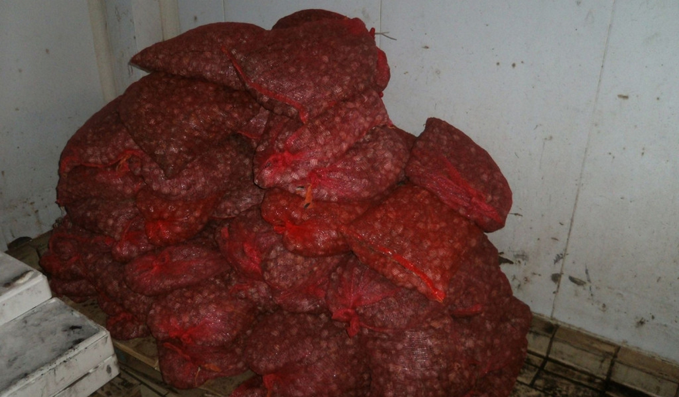 Κατασχέθηκε 1,5 τόνος όστρακα στην Αλεξανδρούπολη