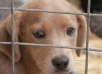 Αποσύρεται η τροπολογία για τα “στρατόπεδα” των αδέσποτων