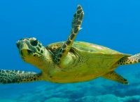 Νεκρή θαλάσσια χελώνα στη Λακωνία