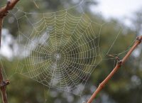 Δηλητήριο αράχνης βοηθάει μετά το εγκεφαλικό!