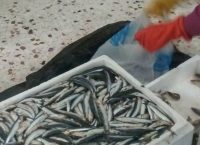 Νέα Μηχανιώνα: Κατασχέθηκαν 15 κιλά αλιευμάτων