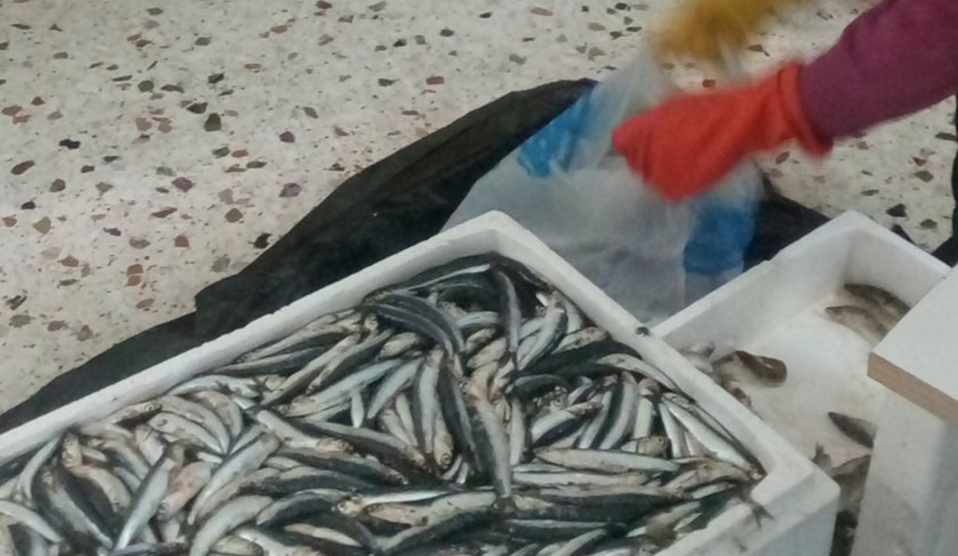 Δήμος Αμαρουσίου: 11η διανομή φρέσκων ψαριών σε ευπαθείς ομάδες